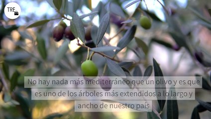 Cómo y cuándo podar nuestro olivo: el paso necesario para tener un árbol productivo y retrasar su envejecimiento