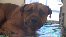 Labrador-Pitbull mix sheds tears as he realises what happened to him (video)