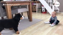 Bernese Mountain Dog pup starts barking: Baby's reaction leaves parents emotional