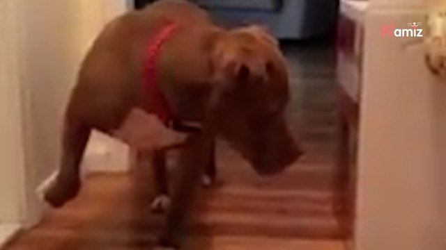 Pitbull zauważa śpiącego kota: jego reakcja rozśmieszyła ponad 6 mln osób (video)