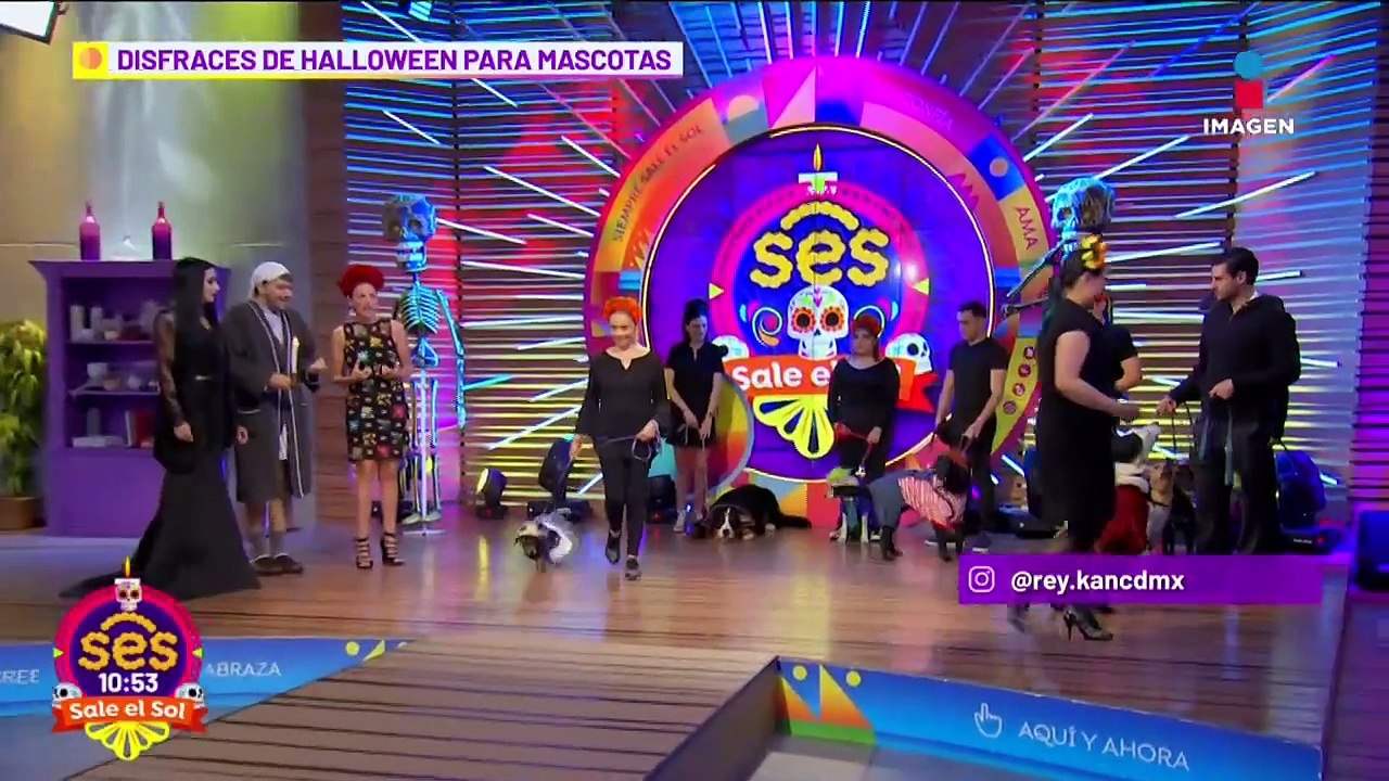 Los DISFRACES más BONITOS para tu perrito en Hallowen