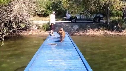 New Funny Animals Video 2023 - Funniest Cats and Dogs Videos _ New Funny Video Of Cat And Dogs