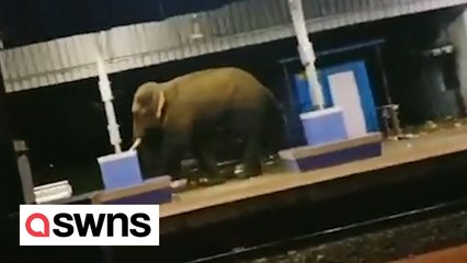 Wild elephant strolled through train station after becoming separated from herd