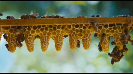 Remunerazione per gli apicoltori, ecco la soglia minima