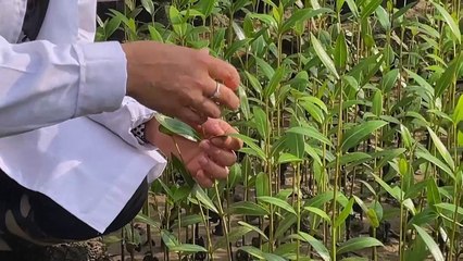 عُمان تحيي زراعة المانغروف في خضم "حرب" مع التغير المناخي