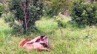 Stupid! This Is How Hyenas Destroyed His Life in Lion Territory - Lion vs. Elephant