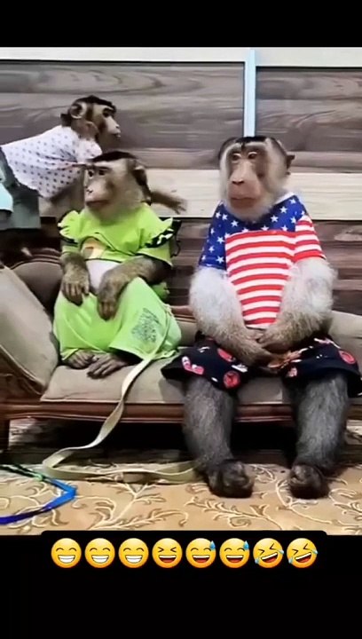 Monkey funny video 