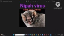 nipah virus india/nipah virus symptoms/ nipah virus kerela/ nipah virus/health everywhere