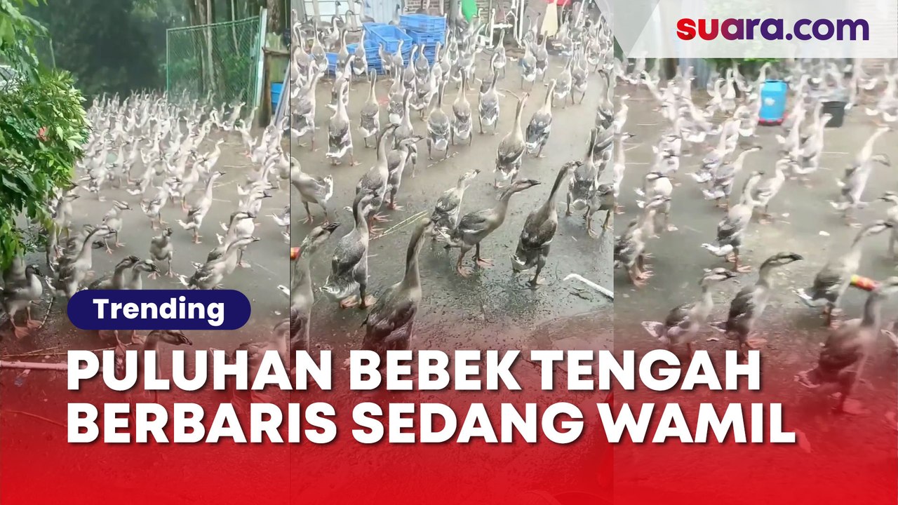 Puluhan Bebek Tengah Berbaris Ini Diduga sedang Wajib Militer: Pangkatnya Apa Nih Komandan?