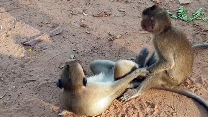 Sweet Pea Monkey Go to Play Bit with friend Jack & relationship Very Happy