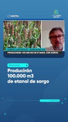 Producirán 100.000 m3 de etanol de sorgo
