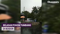 Belasan Pohon Tumbang Saat Hujan Deras dan Angin Kencang Landa Bogor