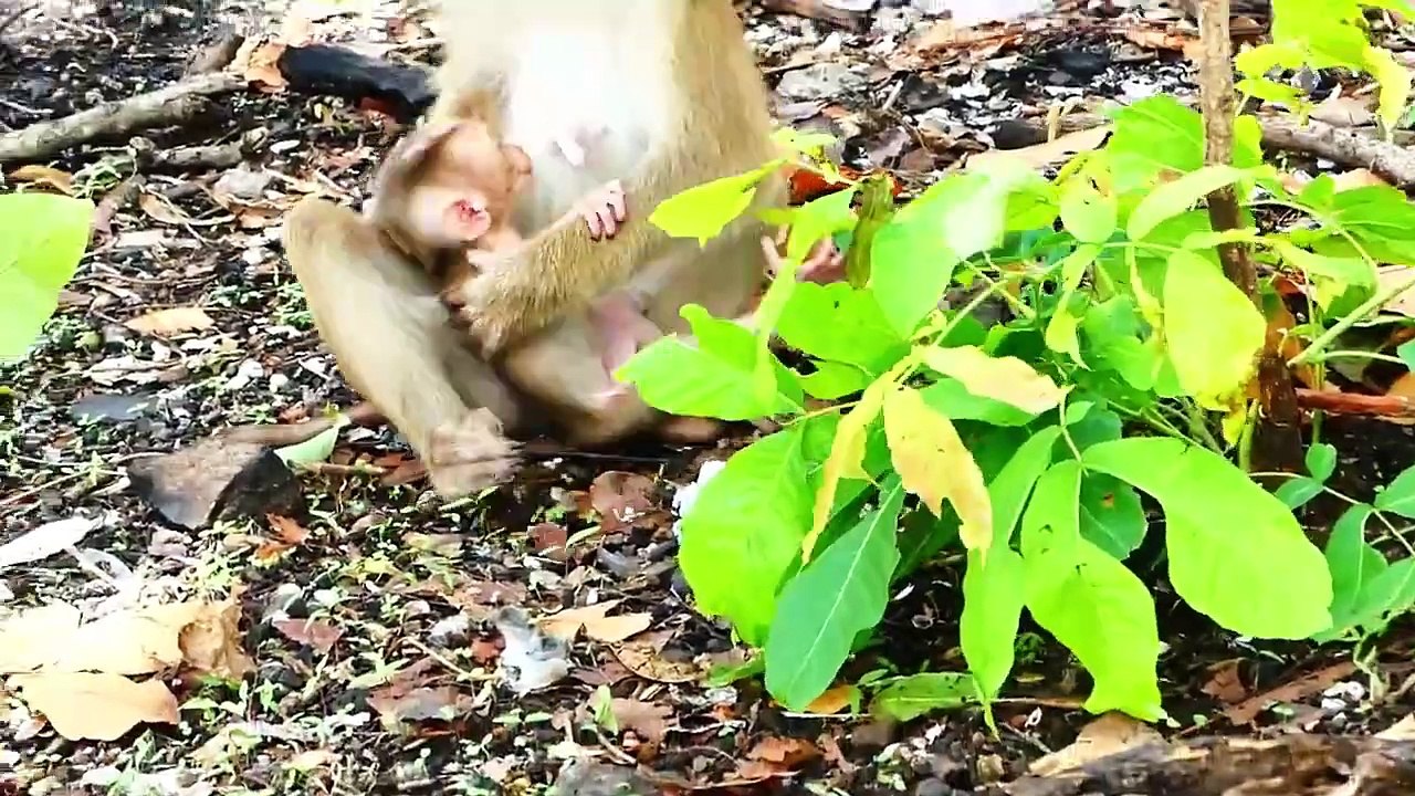 Adorable Baby Saro Gets Used With Mother Sarika's Pulling