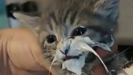 new funny animals video 2023 ! Funnies cara and dog videos