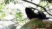 Male Paradise Riflebird Shows Off For Female