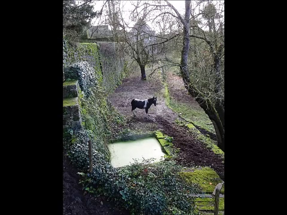 Quelques anes, poneys et chevaux