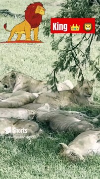 king of jungle and forest Lion wild animals