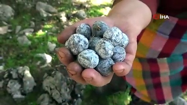 Toros Dağı zirvesinden Türkiye'ye yayılan şifa: Andız pekmezi