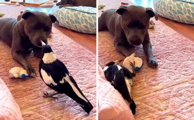 Video: Erittäin rohkea lintu haastaa leikkimään lelulla pitbullin kanssa
