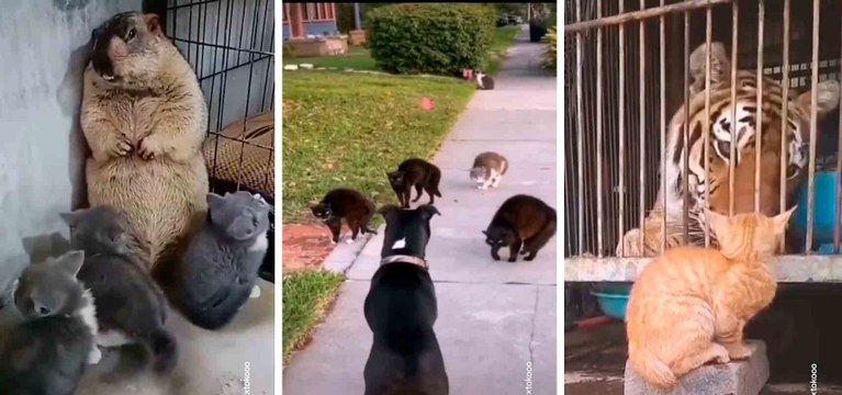 Hauska video: koosteessa kissat kohtaavat karhun, lehmän, merileijonan ja jopa tiikerin