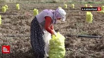 Afyonkarahisar'da o köy geçimini patates üretiminden sağlıyor