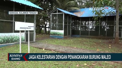 Pusat Konservasi Maleo di Banggai jadi Satu-satunya Penangkaran Burung Maleo di Luar Habitatnya