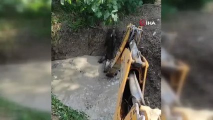 Sulama havuzuna düşen 3 domuz iş makinesi ile kurtarıldı
