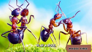 How Sugar Ant Communicate I Sugar Ant