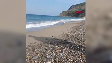 Zonguldak'ta Vücuduna Olta İğnesi Batmış Martı Tedavi Edildi