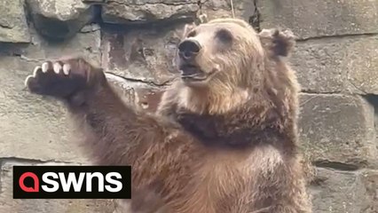 Clever bear waves its paw to zoo visitors to get extra snacks