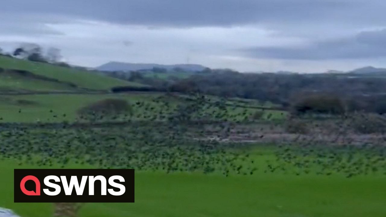 Unusual murmuration of starlings flying just inches from the ground