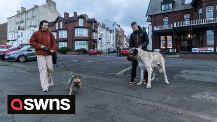 Meet the UK's biggest dog who eats an entire chicken for dinner every day