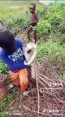 Fearless African Kid Picks Up Two Python Snakes From The Ground
