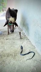 بھینس بچ گئی سانپ پاس سے گزر گیا