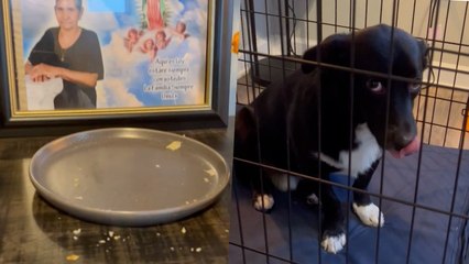 Perrito Come Graciosamente la Comida del Altar del Dia de los Muertos
