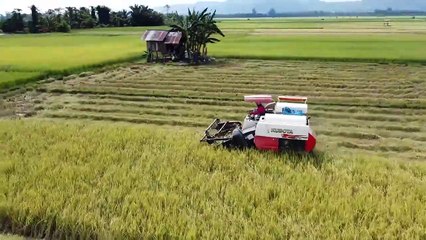 PANEN - DJI Mini 2 SE - Original Footage