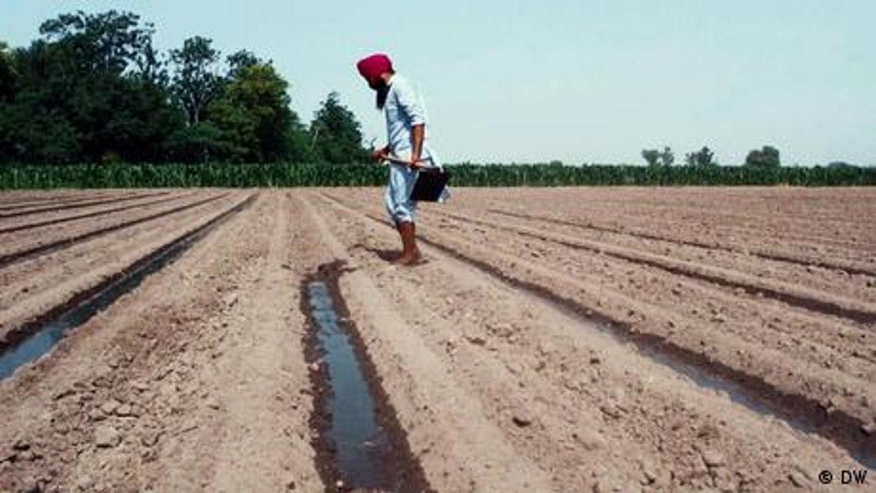 Indien: zu trocken für den Reisanbau?
