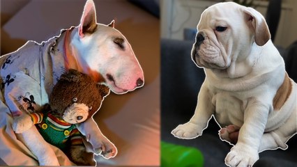 Lazy Animals Unwind: Ultimate Compilation of Cute and Relaxing Moments || Heartsome 