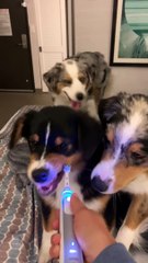 Australian Shepherd Grins At Electric Toothbrush