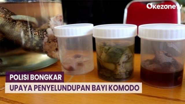 Polisi Bongkar Sindikat Penyelundupan Bayi Komodo di Labuan Bajo, Begini Modusnya