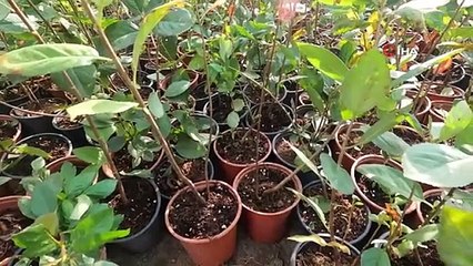 Kürtün, süper meyve "Aronya" ile kalkınacak