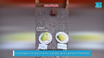 La tortuga viral que es furor y ya dijo quién ganará el balotaje