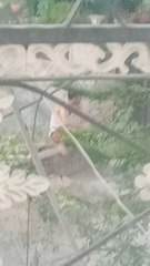 jp ka nikal mein tanu Rani ka nishan