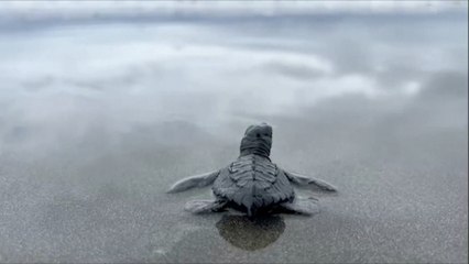 Colombian Community Releases 500 Baby Sea Turtles into the Pacific to Aid Biodiversity