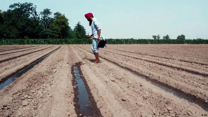 هل الهند جافة إلى حد لا يسمح بزراعة الأرز؟