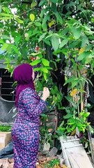 Goyang di goyang aduh terselit
