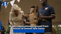 Queen meets animals rescued from misuse at animal safe house