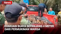 Begini Penampakan Buaya Sepanjang 4 Meter yang Dievakuasi dari Permukiman Warga di Riau