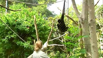 Check Out These Amazing Gibbons With Very Different Personalities
