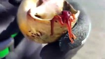 Une mini pieuvre adorable sort d'un coquillage ! Surprise